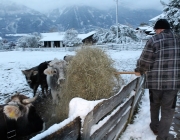 Wintereinbruch – Kühe auf der Flucht