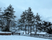 Wintereinbruch – Kühe auf der Flucht