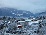 Wintereinbruch – Kühe auf der Flucht