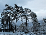 Wintereinbruch – Kühe auf der Flucht