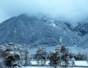 Wintereinbruch – Kühe auf der Flucht