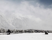 Wintereinbruch – Kühe auf der Flucht