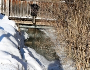 badesee_mieming_winter_2017_009