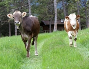 Zäunen am Kälberriegl in Obermieming – Zum Schutz des Weideviehs am Vorberg der Feldernalm