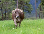 Zäunen am Kälberriegl in Obermieming – Zum Schutz des Weideviehs am Vorberg der Feldernalm
