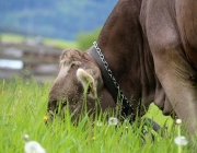 Zäunen am Kälberriegl in Obermieming – Zum Schutz des Weideviehs am Vorberg der Feldernalm