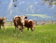 Zäunen am Kälberriegl in Obermieming – Zum Schutz des Weideviehs am Vorberg der Feldernalm