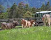 Zäunen am Kälberriegl in Obermieming – Zum Schutz des Weideviehs am Vorberg der Feldernalm