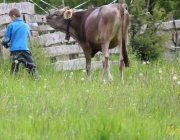 Zäunen am Kälberriegl in Obermieming – Zum Schutz des Weideviehs am Vorberg der Feldernalm