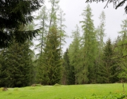 Zäunen auf der Biberwier-Alm