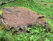 Zäunen auf der Biberwier-Alm