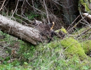 Zäunen auf der Biberwier-Alm