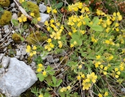 Zäunen auf der Biberwier-Alm