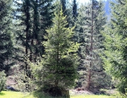 „Zäuner“ der Marienbergalpe in Aktion – Winterschäden der Biberwier-Alm werden ausgebessert