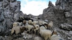 Schafe auf ihrem Weg über die Grünsteinscharte, Foto: Tscheggenschafverein