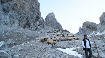 Der Schafabtrieb von der Seeben Alm nach Mieming wurde vom Seeben-Alm-Hirt Gerhard Wiggens und dem Schafbauern Dietmar Maurer angeführt. Foto: Michaela Maurer