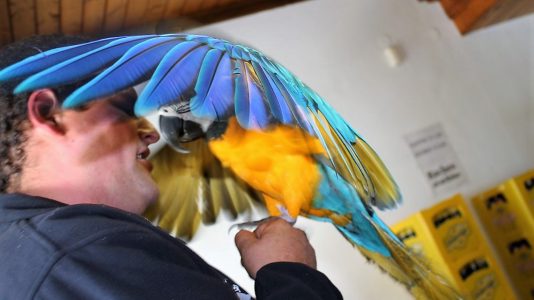 Papagei Coco war der Star am Sonntag. Foto: Knut Kuckel
