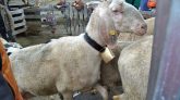Schafe, Ziegen und Lämmer werden mit Sebacil gegen die Schafsräude und andere Krankheiten desinfiziert. Foto: Michaela Maurer