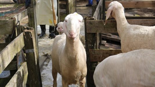 Schafbad in Obermieming - Schafe, Ziegen und Lämmer gehen geschützt auf ihre Sommeralmen. Foto: Knut Kuckel