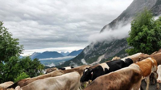 Seit mehr als 100 Jahren gibt es den Almabtrieb von der Feldereralp nach Obermieming, Foto: Michael Sonnweber/Mieming.online