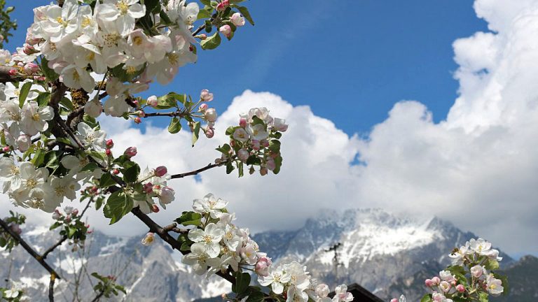 Bilderbuch-Frühling in Mieming, Foto: Knut Kuckel