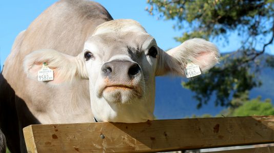 Die Bauern sind einer Meinung - sie sagen "Ja, die Kuh hat Charakter", Foto: Knut Kuckel