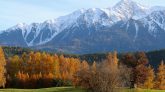 Im Herbst leuchten die Mieminger Lärchen goldfarben, Foto: Knut Kuckel
