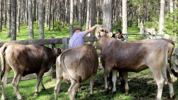 Viehauftrieb zum Vorberg der Marienbergalpe, Foto: Knut Kuckel