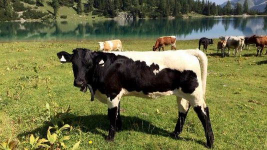 Im Sommer weiden Christian Maurers Pinzgauer Rinder am Seebensee, Foto: Christian Maurer