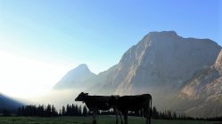 Der Tag erwacht, auf der Hochfeldern Alm. Foto: Knut Kuckel