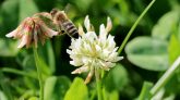 Mit den Wildbienen auf Nektarsuche, Foto: Knut Kuckel