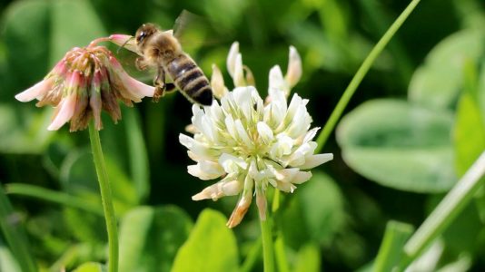 Mit den Wildbienen auf Nektarsuche, Foto: Knut Kuckel