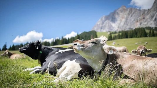 Uns gehts gut, auf der Hochfeldern Alm, Foto: Jörg Mette