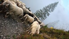 „Die Schafe machten alles in allem noch einen guten Eindruck“, meinte ein Beobachter. Fotos: Martin Krug/Michaela Maurer