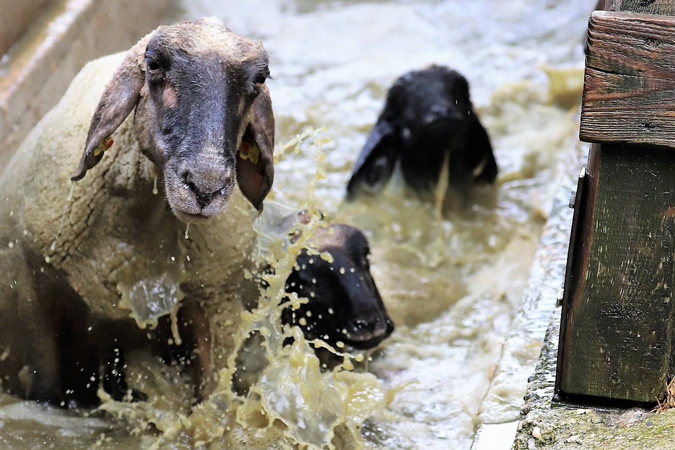 Das Schafbad schützt Schafe und Ziegen vor Klauenseuche und anderen Krankheiten. Foto: Knut Kuckel