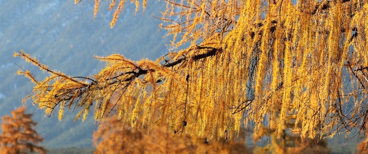 Gold-Lärchen verzaubern den Blick auf Mieming im späten Herbst. Foto: Knut Kuckel