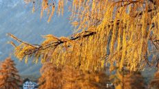 Gold-Lärchen verzaubern den Blick auf Mieming im späten Herbst. Foto: Knut Kuckel